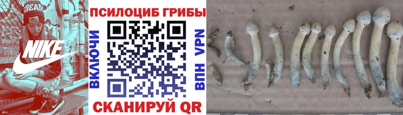 Псилоцибиновые грибы мицелий  продажа наркотиков  Черноголовка 